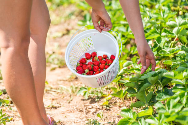 Young woman legs closeup picking reaching strawberries in green field rows farm and carrying basket of red berries fruit in spring or summer stock photo