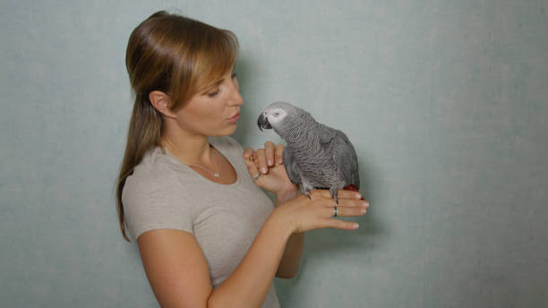 CLOSE UP: Young woman lets her grey parrot sit on her finger while feeding it. stock photo