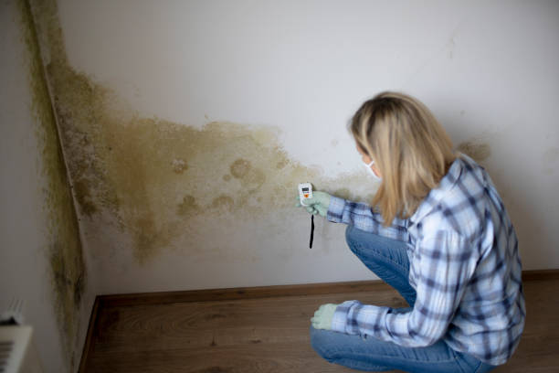 young woman measures the humidity on a wall with a lot of mold stock photo