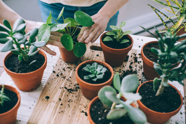 plant pots