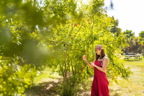 young woman picking pomegranates from a tree in her backyard - technology picking agriculture imagens e fotografias de stock