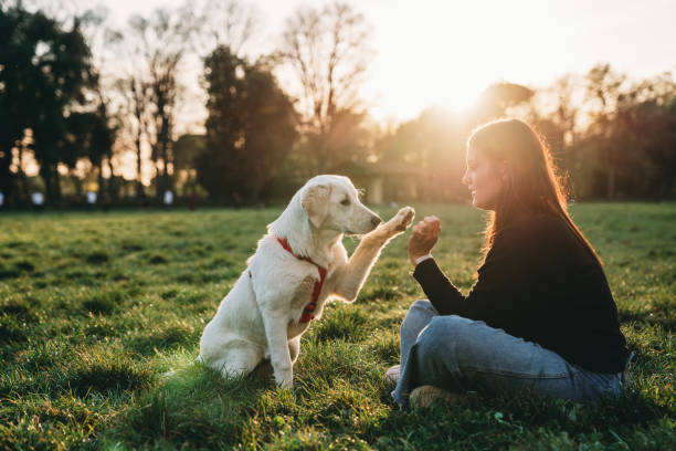 Young woman playing with her dog at the public park - Sunset time stock photo