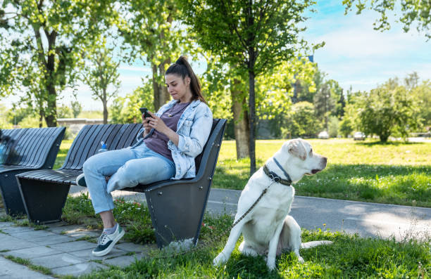 Young woman sitting on the bench with her pet dog Labrador Retriever typing text messages and not paying attention on her dog stock photo