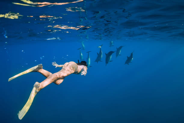 Young woman swim with dolphins in blue ocean Young woman swim with dolphins in blue ocean woman snorkeling stock pictures, royalty-free photos & images