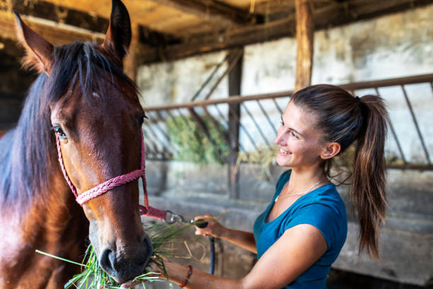 a young woman takes care of her horse - working stable horses bildbanksfoton och bilder