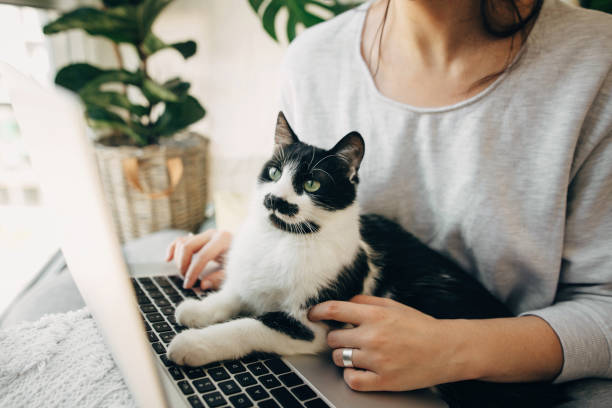 Young woman using laptop and cute cat sitting on keyboard. Faithful friend. Casual girl working on laptop with her cat, sitting together in modern room with pillows and plants. Home office. stock photo