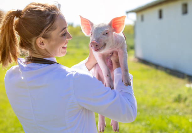 Young woman veterinarian carrying piglet on farm stock photo