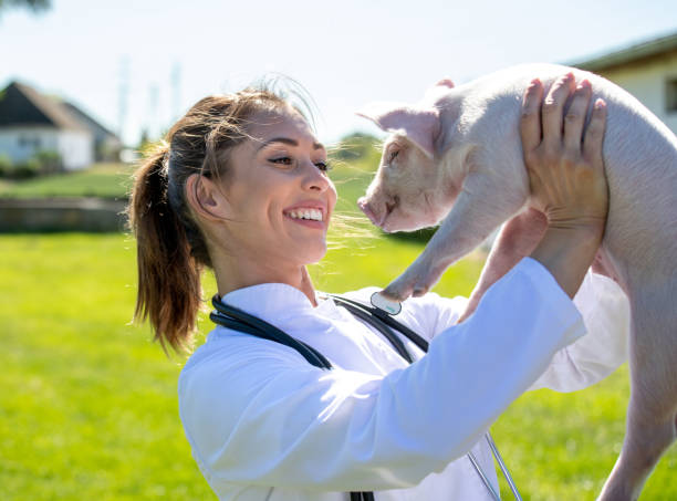 Young woman veterinarian carrying piglet on farm stock photo