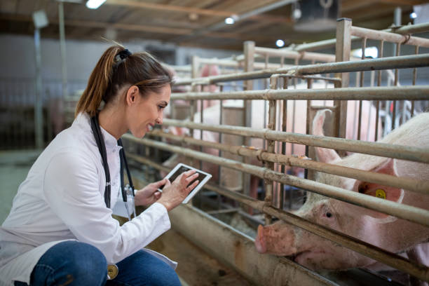Young woman veterinarian in pig pen cheking pigs stock photo