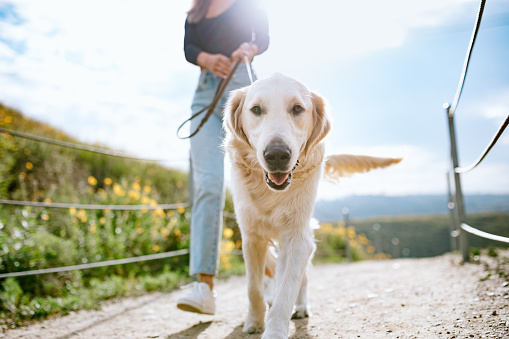 A Golden Retriever gets close up and personal with the camera while outdoors walking with his owner in a Los Angeles county park in California on a sunny day.  Relaxation exercise and pet fun at its best.