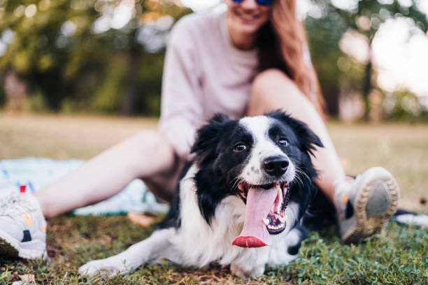 Young woman with a joyful dog outdoors Young woman playing with a dog in the park healthy tongue stock pictures, royalty-free photos & images