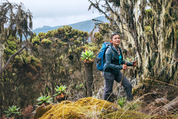 Young woman with backpack and trekking poles having a hiking walk on the Umbwe route in the forest to Kilimanjaro mountain. Active climbing people and traveling concept. stock photo