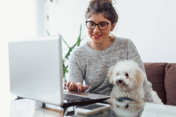Young woman working at home. She is with her dogs stock photo