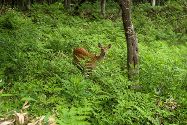 A young Yezo Sika Deer walking through the forest and fields of Shiretoko National Park stock photo