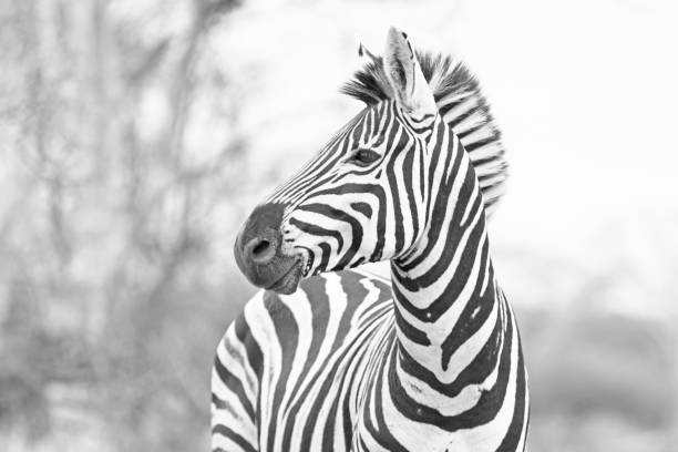 Young Zebra stallion in black and white looking right in southern Africa stock photo