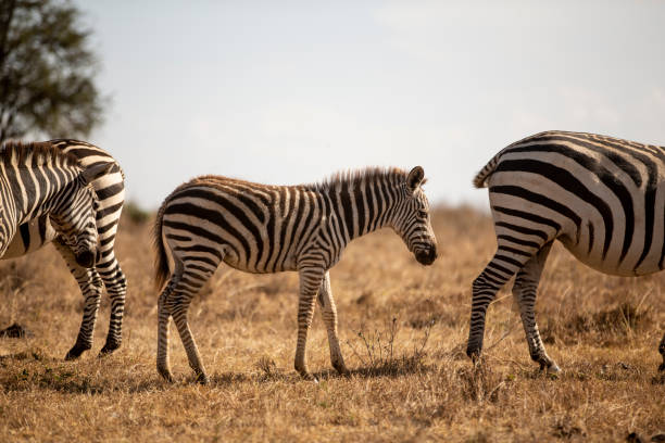 Young zebra standing in herd on savannah in Africa stock photo