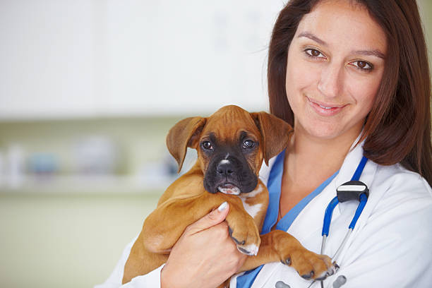 Your puppy is back to perfect health Portrait of a pretty smiling vet holding a puppy and smiling at the camera boxer puppy stock pictures, royalty-free photos & images