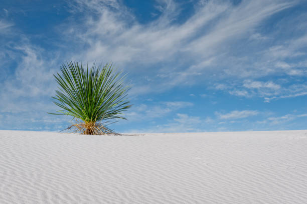 Yucca and White Sand Dunes stock photo