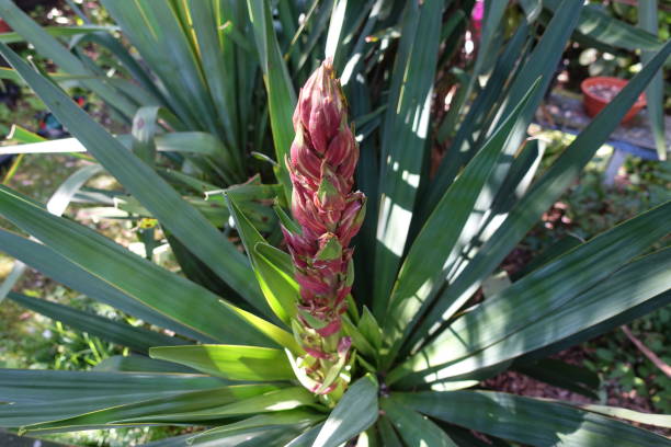 Yucca flower in spring in the home garden  Evergreen plant stock photo