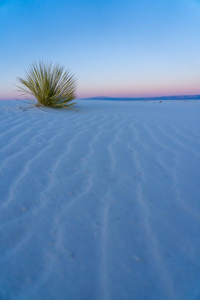 Yucca in the Sand Ripples stock photo