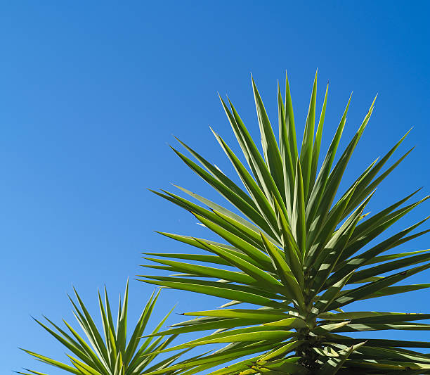 Yucca or Yukka Plants Yucca elephantipes -Yucca Plant - spinless or soft tipped. Brilliant green spikey leaves against blue sky spineless yucca stock pictures, royalty-free photos & images