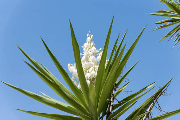Yucca plant .white exotic flowers with long green leaves on blue sky background Yucca aloifolia flowersbloom Yucca plant .white exotic flowers with long green leaves on blue sky background yucca Elephantipes (Spineless Yucca) stock pictures, royalty-free photos & images