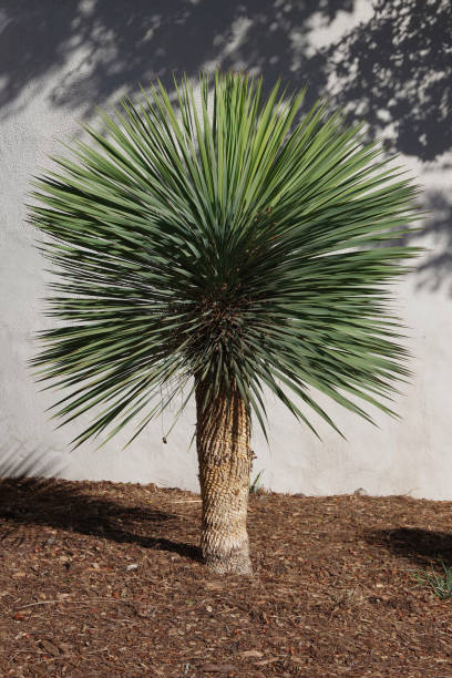 Yucca Rostrata stock photo