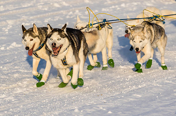 2016 Yukon Quest sled dogs stock photo