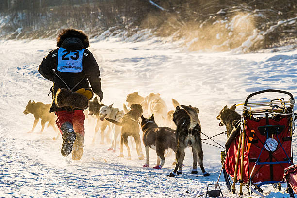 2016 Yukon Quest sled dogs stock photo