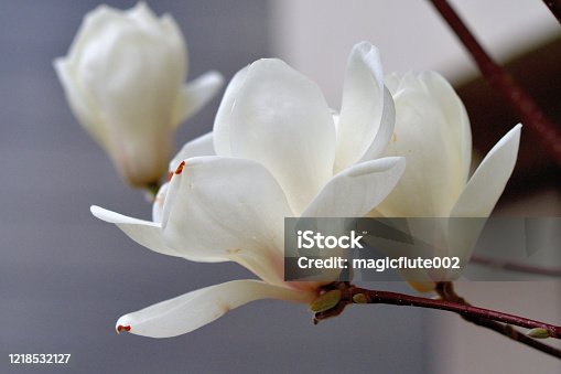 istock Yulan magnolia / Magnolia denudata Flower 1218532127
