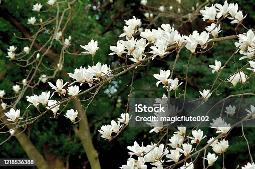istock Yulan magnolia / Magnolia denudata Flower 1218536388
