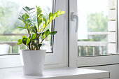 istock Zamioculcas Zamiifolia or ZZ Plant in white flower pot stand on the windowsill. 1330090790