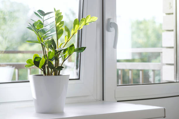 Zamioculcas Zamiifolia or ZZ Plant in white flower pot stand on the windowsill. stock photo