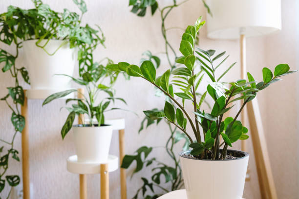 Zamioculcas Zamiifolia or ZZ Plant in white flower pot stands on a wooden stand stock photo
