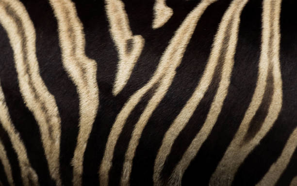 zebra black and white stripes stock photo