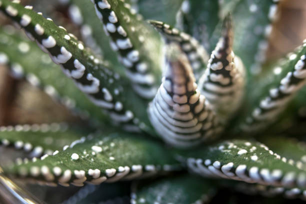 Zebra Cactus (Haworthia fasciata), close-up. Zebra Cactus (Haworthia fasciata), close-up. Native to South Africa. haworthia stock pictures, royalty-free photos & images
