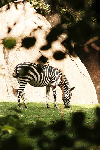 Zebra Eating Grass stock photo