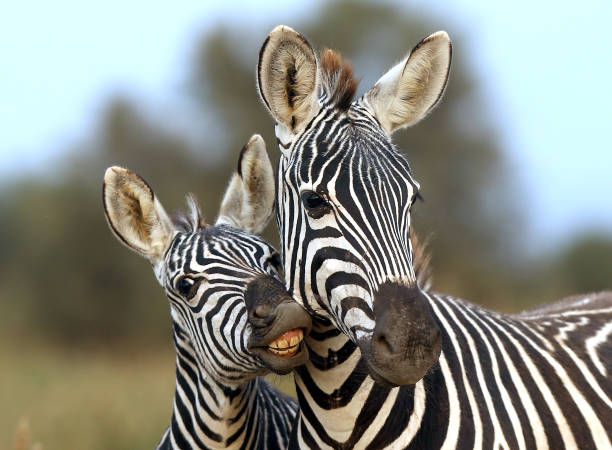 Zebra foul and female zebra stock photo