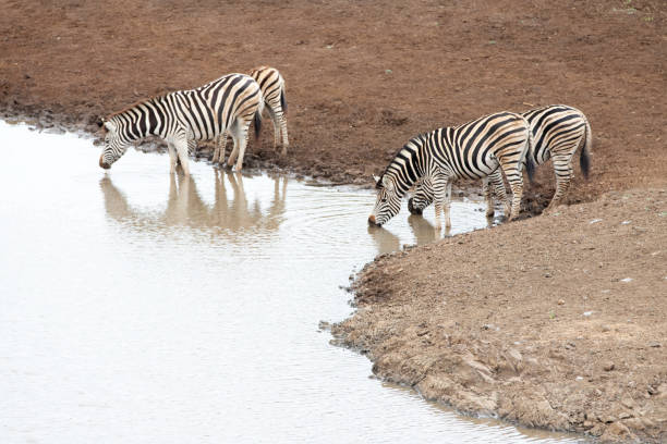 Zebra herd [equus quagga] of four drinking at the waterhole in Africa stock photo