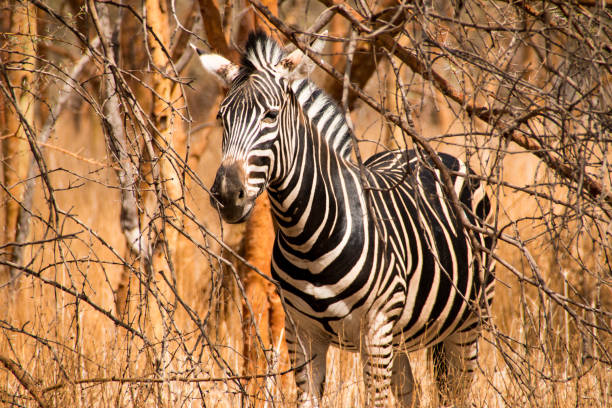 Zebra in Bandia, Senegal, West Africa stock photo