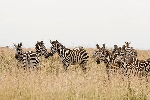 Zebra in Kenya stock photo