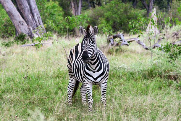 Zebra in Moremi Game Reserve Xakanaxa in Botswana. Horizontal view. stock photo