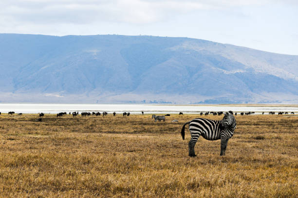 Zebra looking around the Ngorongoro Crater, Tanzania stock photo