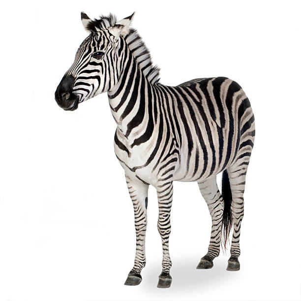 A zebra shown on a white background stock photo