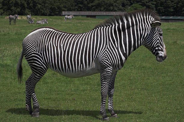 Zebra - side on stock photo