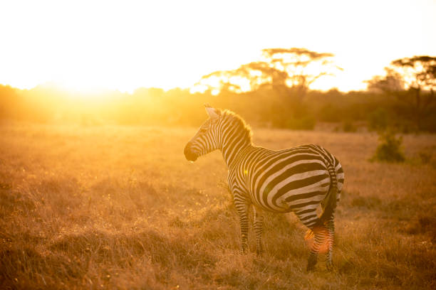 Zebra standing in field at sunset golden hour stock photo