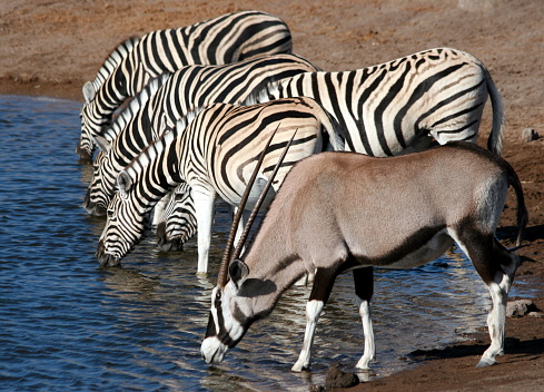 Zebras and oryx drinking from a waterhole, etosha National park, Namibia