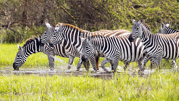 Zebras are drinking water Zebras are drinking water in Lake Nakuru National Reserve at Kenya at Africa lake nakuru stock pictures, royalty-free photos & images