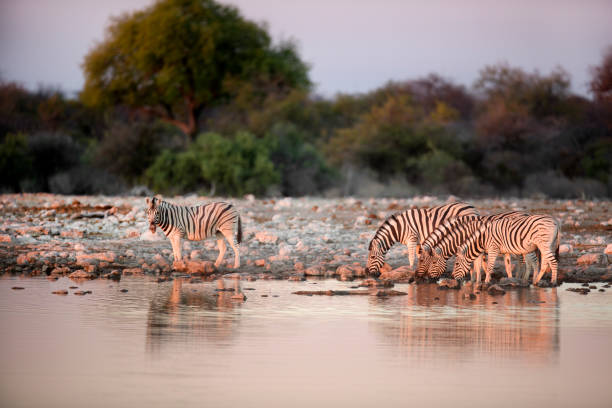 Zebras drinking at a water hole. stock photo