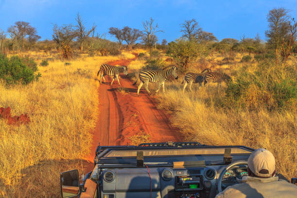 зебры игры драйв - south africa стоковые фото и изображения